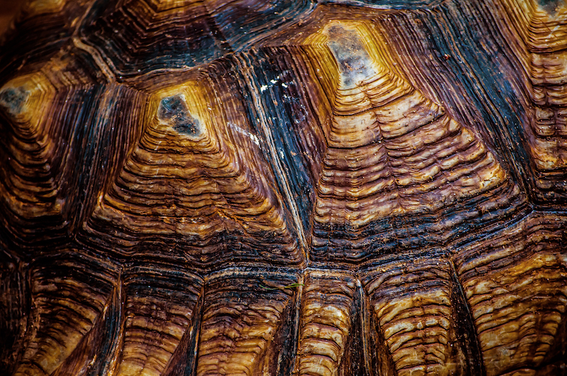 Adobestock 504492214 Col Rev